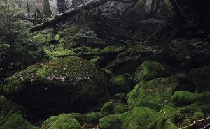 【神々が棲む屋久島】白谷雲水峡から原始的な森を抜けて宮之浦岳縦走