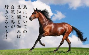 【覚えておきたい馬についての豆知識】知れば知るほど馬が好きになる