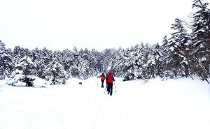 【首都圏に大雪警報!!】大寒波襲来にもかかわらず北八ヶ岳で大人遊び