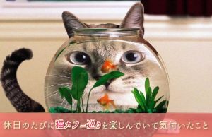 【最新猫カフェ事情】たくさんの猫カフェを巡る中で見えてきた繁盛店の秘訣