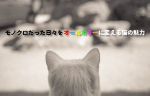 【猫と暮らすメリット】いつも一緒にいてくれる小さな友達の大きな魅力