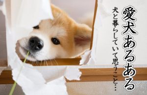 【愛犬あるある】やっぱり犬が好き！思わず飼いたくなる12の魅力!!