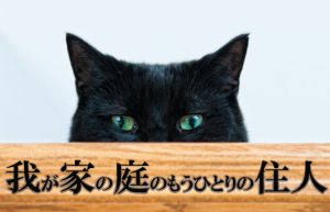 【我が家の庭に住み着いた猫の話】片前足を引きずって帰ってきた日のこと