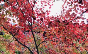 【京都で紅葉ハイキング】「あたごさん」と呼ばれ親しまれる信仰の山・愛宕山へ