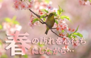 【一度は見たい弘前市の桜トンネル】春に向けて今から旅の計画を準備中