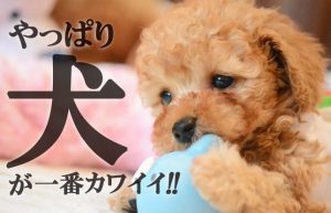 【結局犬が一番カワイイ説】実はこんなに違う！雄犬と雌犬の性格差!!