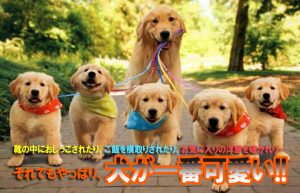 【結局犬が一番可愛い説②】やんちゃな雄犬の魅力はギャップ萌え!?