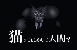 【うちの猫が少し変】10年も飼っていると猫も人間化してくるのかも!?