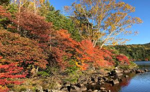 【北八ヶ岳で紅葉＆岩峰ハイキング】見渡すかぎり自然広がる秋の絶景