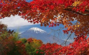 【バイクでGo!】東京都心を起点にして手軽に楽しめる紅葉狩りの名所へ!!