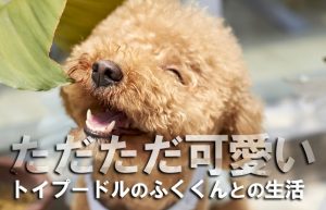 【五反田2年生(*^^)vPART2】カシャカシャ♪ビニール袋と戯れる我が家の愛犬