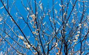 【梅の花見ハイキング】白梅、紅梅約2000本が咲きほこる梅の名所・田浦梅林へ