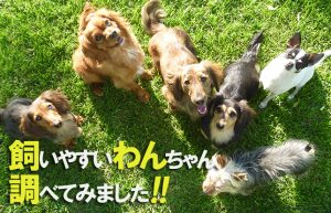 【突然ですが…犬飼いたい！】32歳独身と猫2匹が新しい家族を迎える…⁉